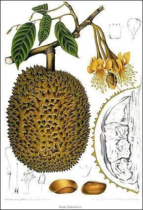 Quelle est l'odeur du Durian qu'on utilise pour prparer glaces, confiseries et ptisseries ?