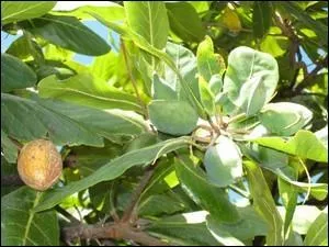 Comment s'appelle le fruit du badamier ?