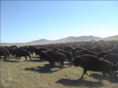 Revenons  notre scne de la chasse aux bisons. Extrmement difficile  tourner, combien de camras ont-elles t ncessaires  la ralisation de cette squence ?