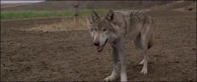 Arriv au fort, John Dunbar commence  remettre un peu d'ordre et consigne tout dans son journal. Il se lie d'amiti avec un loup. Quel surnom lui attribue-t-il ?