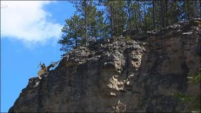 Quel langue indigne est employe par les Indiens pour se comprendre dans le western  Danse avec les loups  ?