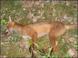 En France , il est autoris de chasser le renard roux  n'importe quel moment de l'anne :