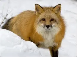 Combien de temps vit un renard ?