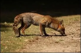 L'odorat du renard est ...