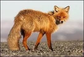 Combien d'orteils possdent les pattes avant du renard ?