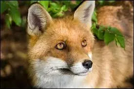 De quelle famille fait partie le renard ?