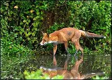 Le renard roux est un trs bon nageur.