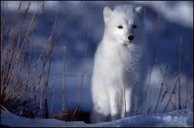 Quelle maladie grave le renard peut-il transmettre  l'homme ?