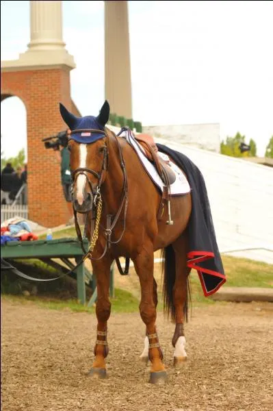 Qui monte cette jument ?