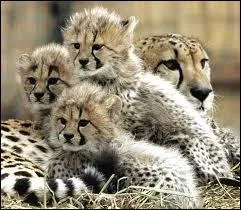 Combien de temps dure la gestation des bbs gupards ?