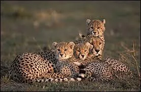  combien de bbs une femelles donne-t-elle naissance le plus souvent ?