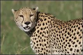 Le mot anglais pour dsigner cet animal est  cheetah . Ce mot indien signifie :