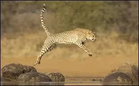 Il peut sauter 8 m de long en un seul saut .