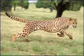  combien de km/h peut courir le gupard ?