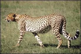 En moyenne, combien mesure le gupard (sans la queue).