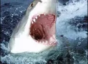 Quiz Les requins