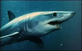 Quel est ce requin ?