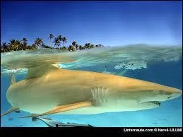 Quel est ce requin ?