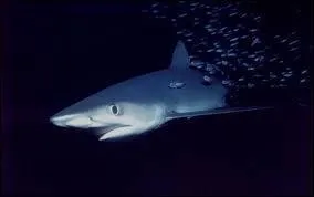 Quel est ce requin ?
