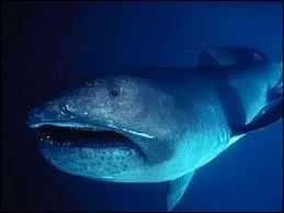 Quel est ce requin ?