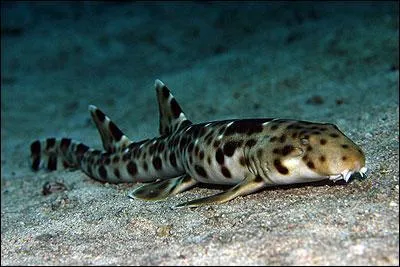 Quel est ce requin ?