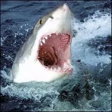 Quel est ce requin ?