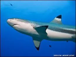 Quel est ce requin ?