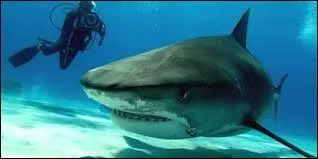 Quel est ce requin ?