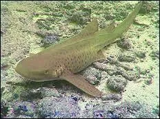 Quel est ce requin ?