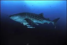 Quel est ce requin ?