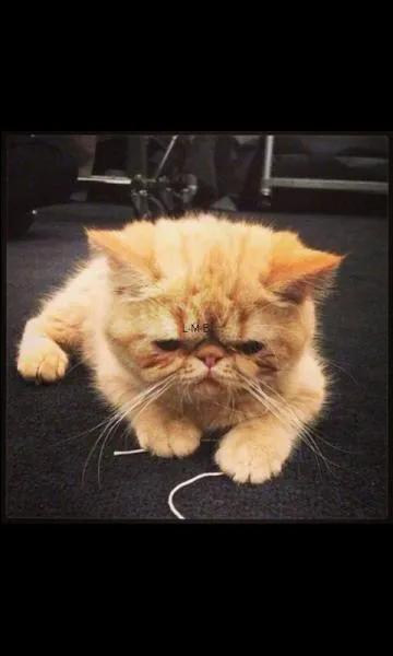 Quelle est sa couleur prfre ?