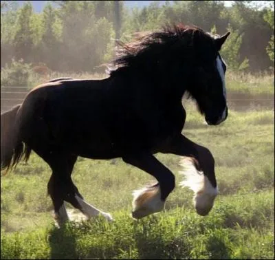 Quelle est la race de ce cheval ?