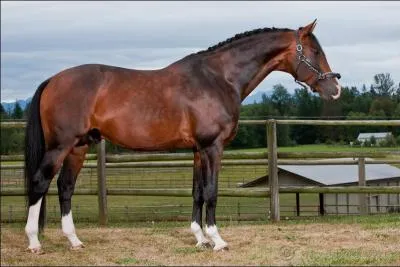 Quelle est la race de ce cheval ?