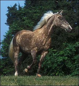 Quelle est la race de ce cheval ?