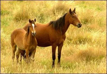 Quelle est la race de ce cheval ?