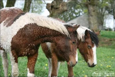 Quelle est la race de ce cheval ?
