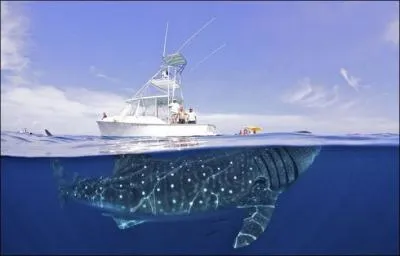 Quel poisson est visible sur cette photo ?