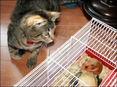 Laisser la cage ouverte n'est pas forcment une bonne ide, le chat pourrait bien tre tent par ...