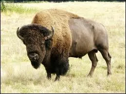 Quel est ce bovid, qui se montre parfois fut ?