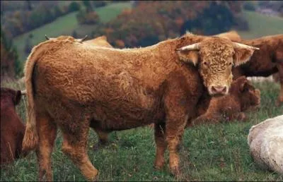 Quel est cet animal non castr g de 6  24 mois ?