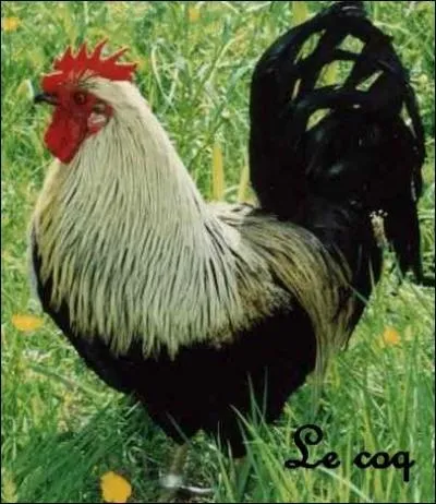 La poule peut pondre des oeufs mme s'il n'y a pas de coq ...