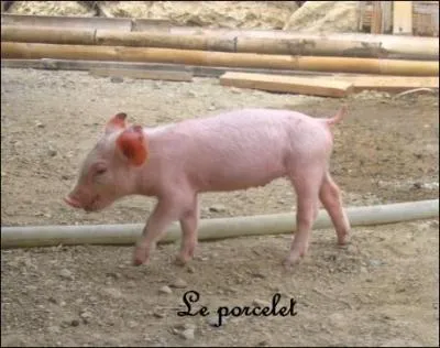 Combien de temps dure la gestation d'une truie ?