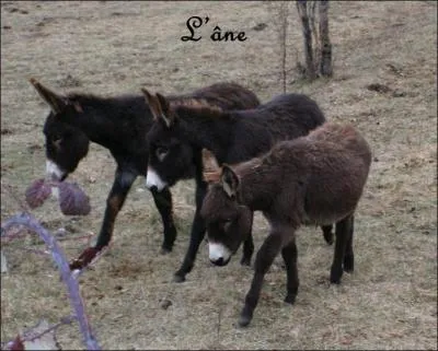 De quelle famille fait partie l'ne ?