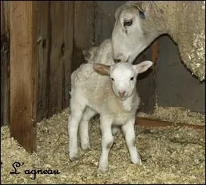 Comment s'appelle le papa de l'agneau ?