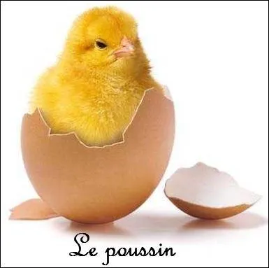 Pendant combien de temps la poule couve ses oeufs ?