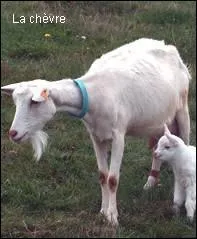 De quelle famille fait partie la chvre ?