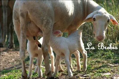 Combien de temps dure la gestation d'une brebis ?