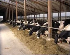 Comment s'appelle la maison de la vache ?