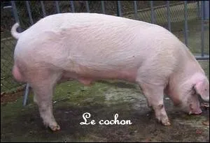 Lequel de ces produits n'est pas fabriqu  partir du cochon ?