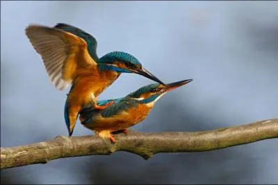 Deux petits oiseaux s'aimaient d'amour tendre !
